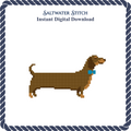 Dachshund in Bow Tie