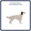 English Setter Dog