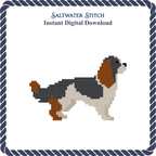 Cavalier King Charles Spaniel